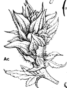 Familia Cannabaceae (2/3), [1/1] Plantas herbáceas, sin látex. Hojas provistas de estípulas, de disposición opuesta o alterna, lobuladas o palmadas.