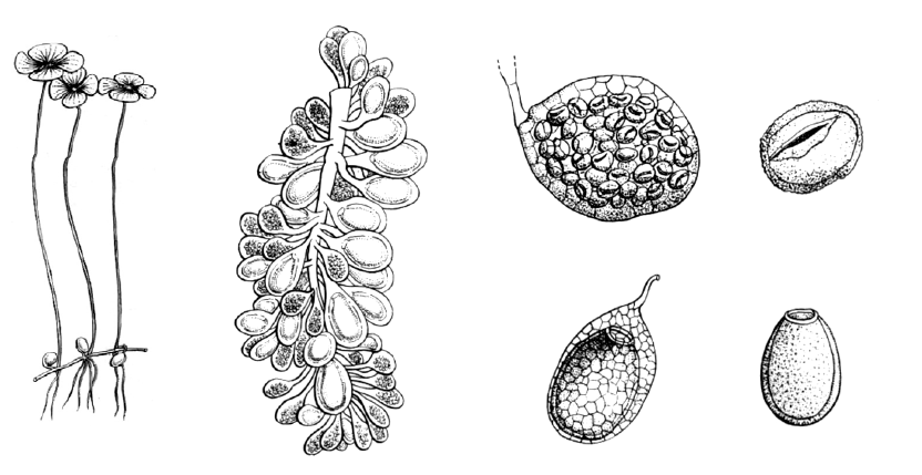 Marsilea sp trébol de 4 hojas. Aspecto general. Detalle del esporocarpo, micro y megasporangios, micro y megasporas.