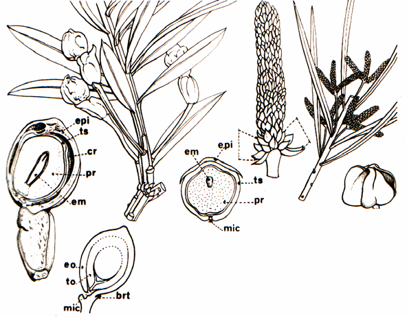 Familia Podocarpaceae (Triásico-actualidad) (7/100), (4/6). Árboles o arbustos de hasta 60 metros de altura, levemente resinosos.