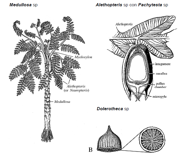 Orden Medullosales ( ) (Carbonífero inferior-pérmico). Plantas de hasta 4,5 metros de altura, con aspecto de helecho arborescente. Tallo de tipo polistélico cubierto por bases foliares.