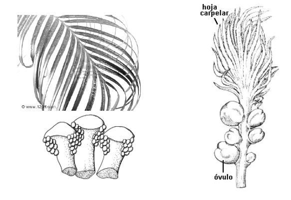soros. Los granos de polen son esféricos o elípticos con una cicatriz. Los conos femeninos son compactos y están constituidos por esporofilos dispuestos en espiral.