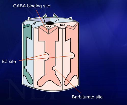 Estructura de Receptor GABA 5 subunidades: 2 alfa,2β, 1 gama Cada subunidad tiene sitios :1,2,3.