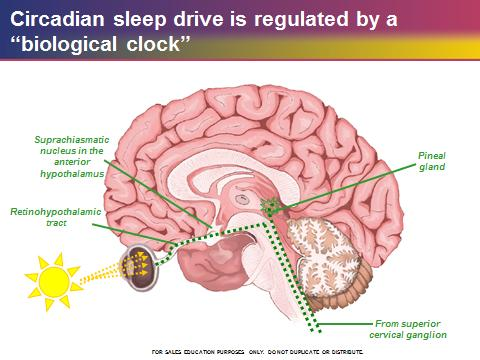 Procesos homeostático y circadiano regulan los ciclos de sueño -vigilia and El sueño homeostático aumenta a medida que permanecemos despiertos, y aumenta