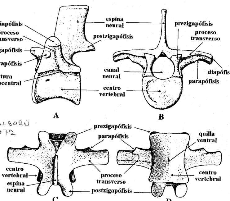 Nomenclatura vértebras diapófisis prezigapófisis parapófisis postzigapófisis