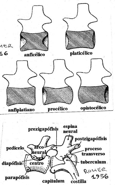 Nomenclatura centros vertebrales Crania o anterior