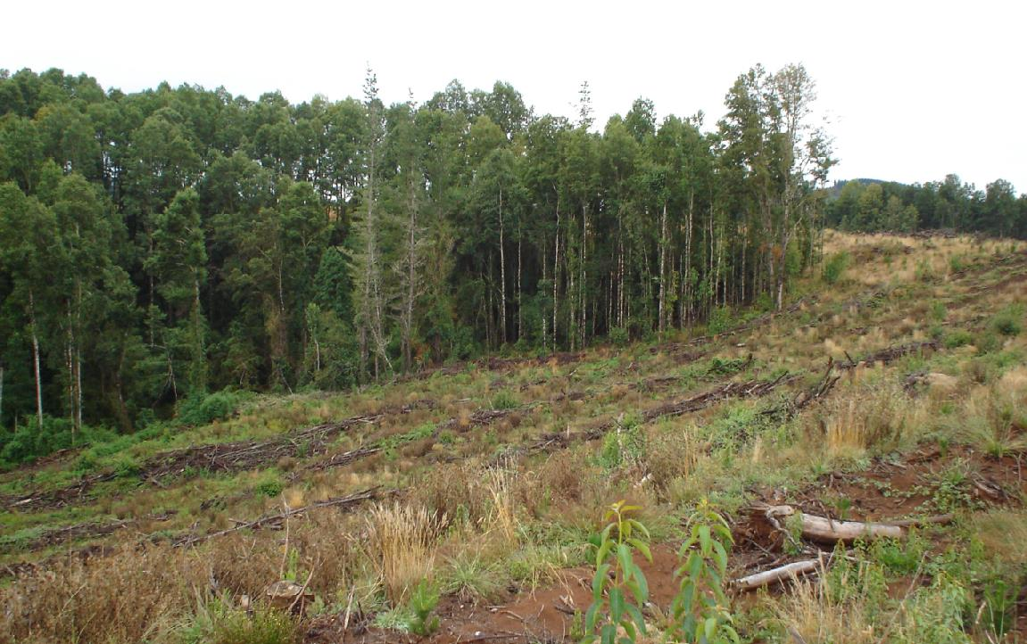 OBJETIVO GENERAL Identificar criterios de distancia de intervención del bosque nativo, que permitan una adecuada protección de cauces.