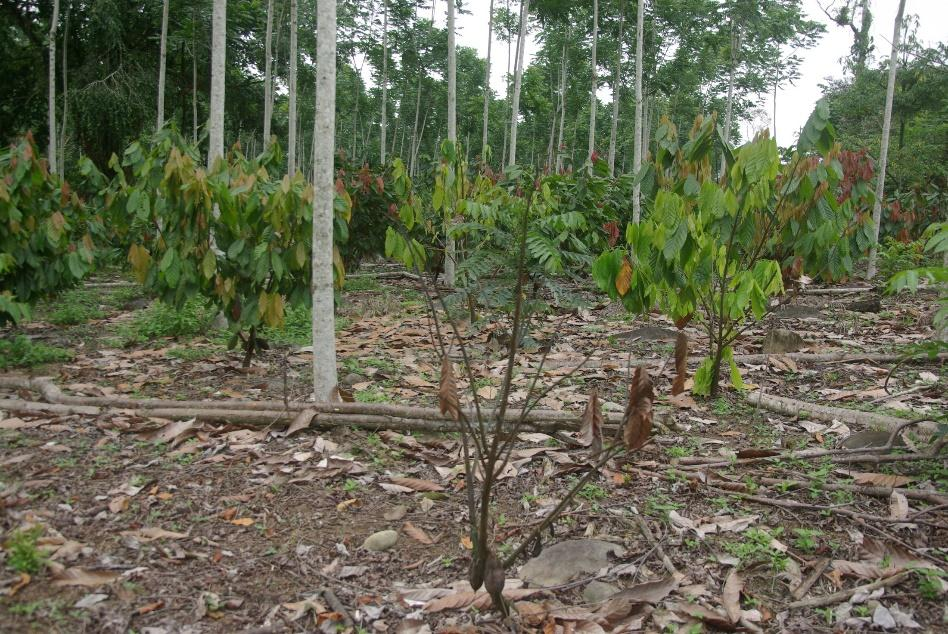 Cacao vs cambio climático El cacao es muy sensible a los cambios en el clima (Anim-kwapong & Frimpong).