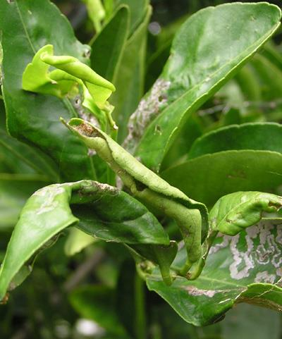 Mayor infestación en altas temperaturas. Daños El daño es ocasionado por las larvas del insecto, que se alimentan realizando minaduras a nivel de hojas tiernas.