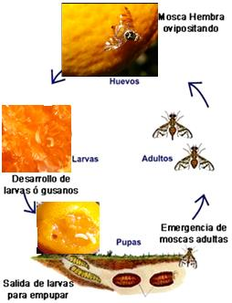 2.1. Mosca de la fruta II. PLAGAS Agente causal El daño es causado por las larvas de los dípteros: Ceratitis capitata y Anastrepha sp. Ambos insectos muy parecidos y de la misma familia (Tephritidae).