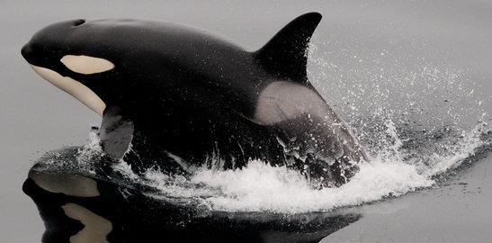 de invierno. Esto le da una excelente oportunidad para observar orcas, ballenas jorobadas y rorcuales comunes en plena actividad.
