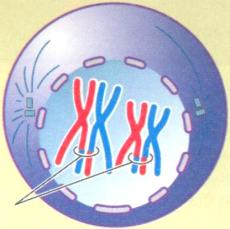 2. MECANISMO DE LA MEIOSIS La meiosis consta de dos divisiones sucesivas tanto nucleares como de la célula, con una única replicación del ADN.