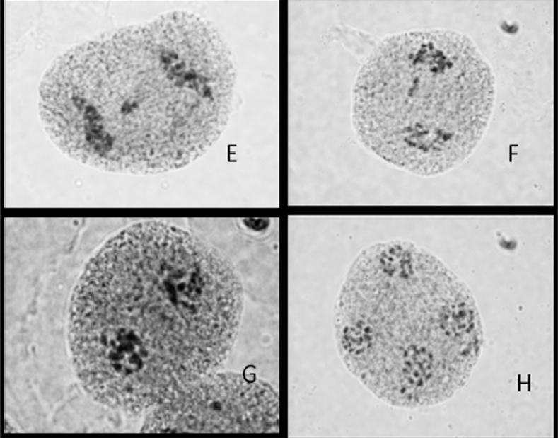 En algunas células se observó la presencia de cromosomas rezagados en
