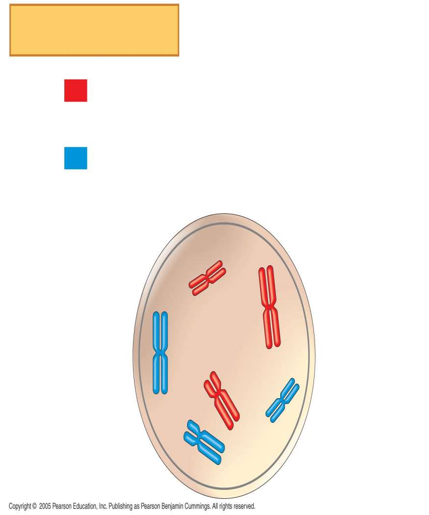 LE 13-4 2n = 6 Conjunto materno de cromosomas (n = 3) Conjunto paterno de cromosomas (n = 3) Dos cromátidas hermanas de un