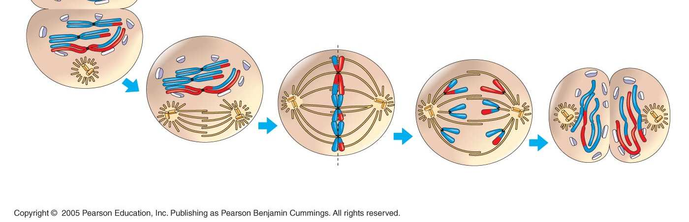 cells forming Two haploid cells form; chromosomes are still double During another round of cell
