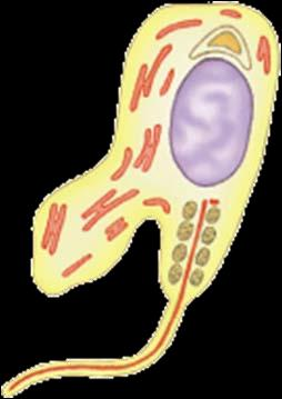 Las mitocondrias se concentran en la región próxima a