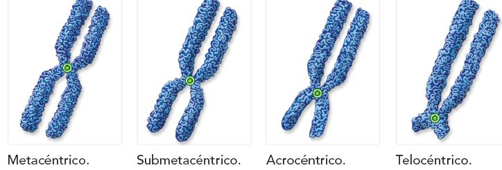 3.1. Tipos de cromosomas.