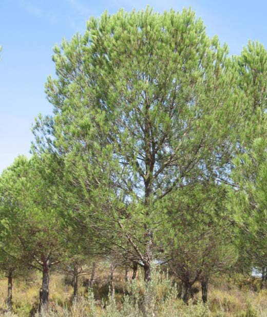 Defoliación 20% Pinus