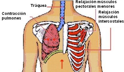órganos del sistema respiratorio. 2.