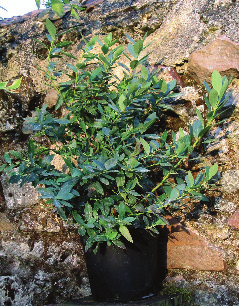 Se recomienda también de plantar Brigitta junto con otras variedades para facilitar la polinización cruzada.