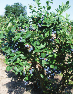 ELLIOTT : Arbusto erguido, vigoroso y muy resistente al frío invernal. Su follaje es ligeramente azulado y muy fácil de reconocer.