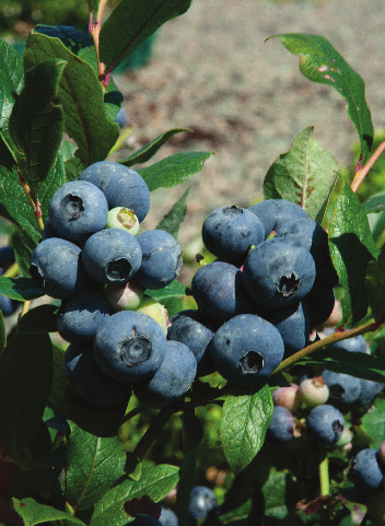 angustifolium, etc... La especie Vaccinium Corymbosum (del Latín : Frutos en Racimo) o arbusto de arándano (Blueberry bush) fue el primero en desarrollarse para uso comercial.