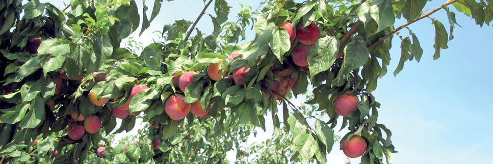 En la fruta: 1) Maduración irregular. 2) Menores producciones. 3) La calidad de la fruta se ve afectada: - menor tamaño. - pobre coloración (menor disponibilidad de carbohidratos para nutrirla).