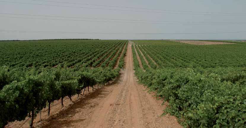 Iv D.O. Rueda A principios de los 70, Vinos de los Herederos del Marqués de Riscal decide ampliar su gama de productos con un vino blanco.