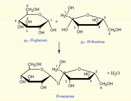 Sacarosa Glucosa + fructosa: La hidrólisis de la sacarosa produce glucosa y fructosa.