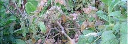 Enfermedades causadas por virus» Peste Negra Tomato spotted wilt virus Síntomas Las plantas afectadas detienen su crecimiento, los brotes
