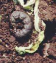 Chinche diminuta (Nysius sp.): Esta chinche es de coloración oscura, de 5 mm, con ojos prominen-es. Suele estar sobre el rastrojo semejando nubes de bichitos.