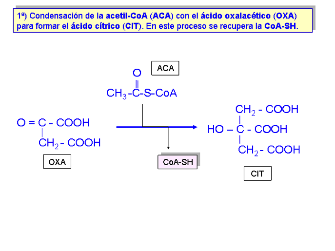 1) El acetil-coa se une al ácido oxalacético y forma