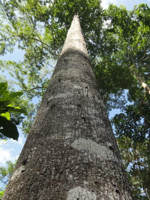 Laurel negro (Cordia megalantha) con fuste comercial que supera los 15 m de altura a los 16 años de edad, creciendo en la modalidad de árboles en línea en el CEDEC La Masica, Atlántida.