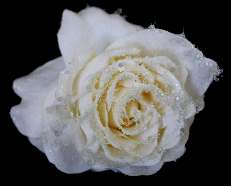 Silke blanca nevada 12 cm 0