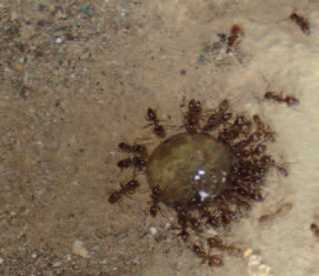 estudiada que demuestra que los cebos en forma de gel más líquidos, ricos en carbohidratos son especialmente atractivos para las hormigas recolectoras.