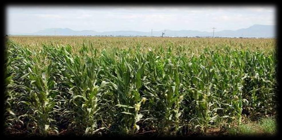forestales Cultivo de la piña Cultivo del maíz