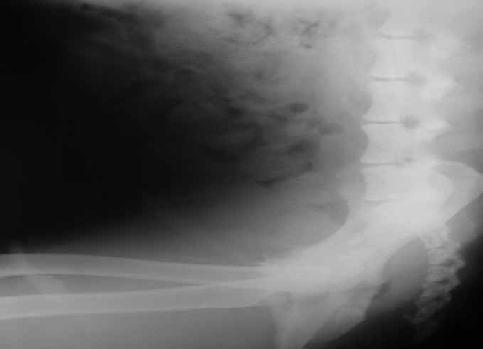 Enfoque clínico de la próstata canina 19 Figura 2.4 En esta imagen radiológica, la próstata aumentada de tamaño por una HPB debida a la edad se sitúa en posición craneal, completamente abdominal.
