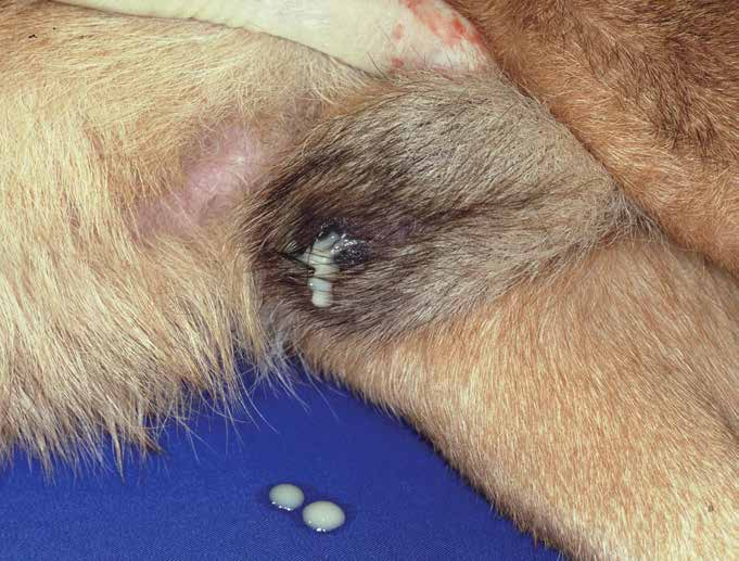 Enfoque clínico de la próstata canina 21 fragma urogenital, que permiten que se transmita la presión intraabdominal sobre el esfínter, lo que condiciona la micción sin deseo miccional.