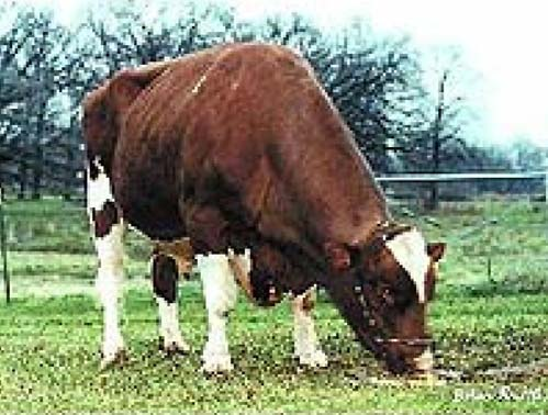 berrendo en negro. Fuente: Holstein sires. http://images.
