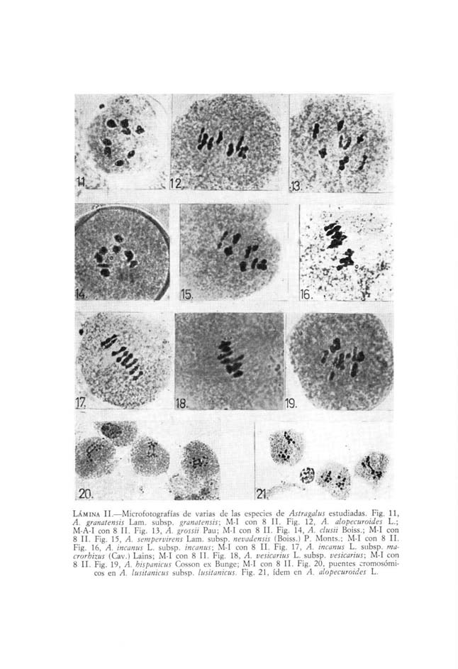 20. LÁMINA H. Microfotografías de varias de las especies de Astragalus estudiadas. Fig. II, A. granatensis Lam. subsp. granatensis; Mi con 8 II. Fig. 12, A. alopecuroides L.; M-A-I con 8 II. Fig. 13, A.