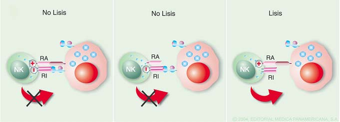 Tema 13. La respuesta inmune mediada por células Mecanismos de activación de las NK 1. Independientes de anticuerpo: son el resultado de la activación de receptores activadores e inhibidores.