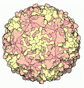 Virus Evasión de la destrucción mediada por el complemento El virus de la vacuna secreta una proteína que se une a C4b
