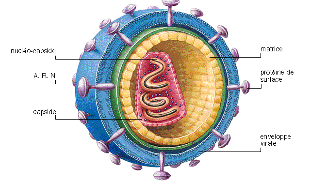 Virus Mecanismos de RI innata Inhibición de la infección por