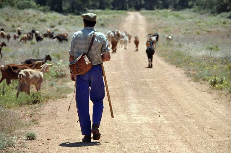 Montes públicos: Red de Áreas Pastocortafuegos de Andalucía (RAPCA) - Eliminación de combustible vegetal en cortafuegos mediante ganado.