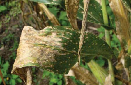 Qué es la Mancha de Asfalto? Es una enfermedad que afecta al maíz, causada por el ataque de un complejo de hongos Phyllacora maydis, Monographella maydis y Coniothyrium phyllacorae.