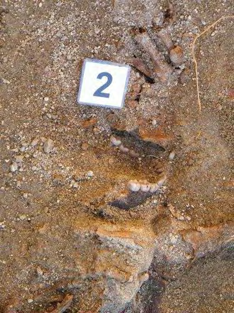 Informe de exhumación de fosa común en Casavieja (Ávila) Marzo de 2009 INDIVIDUO 02. 32 Descripción Individuo en decúbito prono extendido.