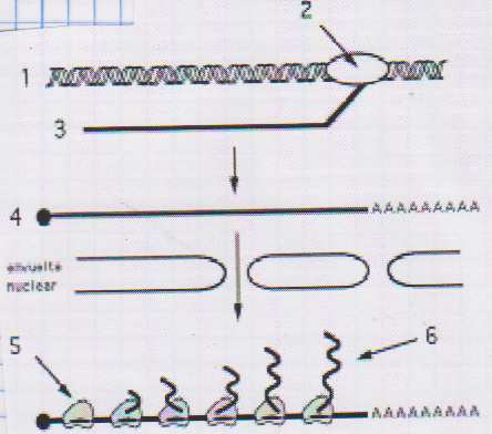 4. a. El esquema representa la transcripción, procesamiento y síntesis de polipéptidos en un eucariota. Identifique los distintos elementos de la figura representados por números. b.