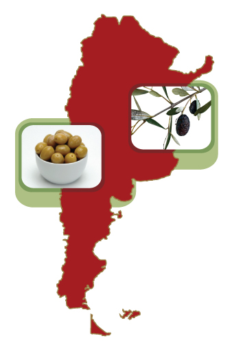 EVOLUCIÓN OLIVÍCOLA Hasta la década del 90 Latinoamérica se caracterizaba por una producción olivícola tradicional. En 1965 Argentina contaba con 39.000 Has implantadas.