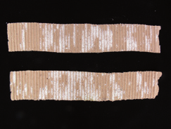 Manejo de plagas en paltos y cítricos 185 (A) Figura 8-150 Trampa de agregación de cartón corrugado: (A) Chanchitos blancos