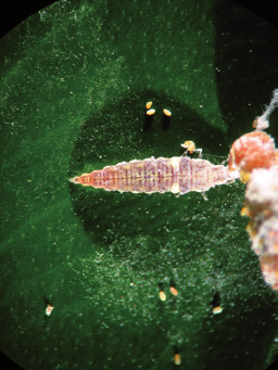 Manejo de plagas en paltos y cítricos 187 Figura 8-155 Larva de Sympherobius maculipennis depredando pseudoccocidos. Figura 8-156 Capullo de Sympherobius maculipennis.