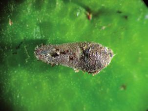 La poca abundancia que se observa de larvas de Hyperaspis, se debe probablemente a la existencia de un hiperparasitoide que causa la mortalidad de las pupas.